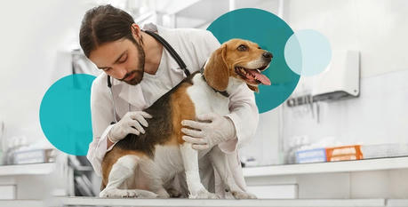 Common Pet Diseases, Symptoms, Treatments, and Prevention