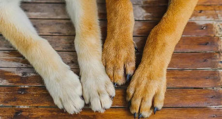 How Often Should You Trim Your Pet’s Paws? Expert Grooming Advice