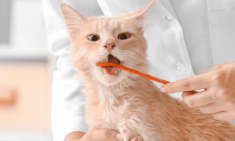 Why Oral Hygiene Matters for Pets: Preventing Dental Disease in Dogs and Cats