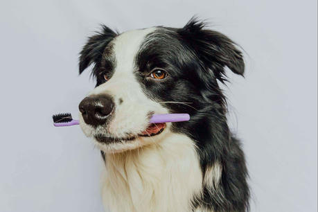 Oral Health Management for Senior Pets: Why It Matters