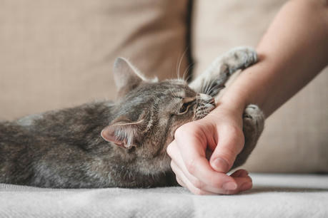 How to Solve Cat Behavior Problems Like Scratching: A Comprehensive Guide