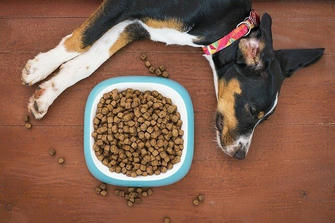 How Common Feeding Myths Are Undermining Your Pet's Health