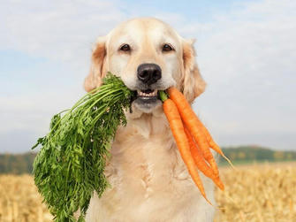 Best Dietary Solutions for Managing Pet Allergies