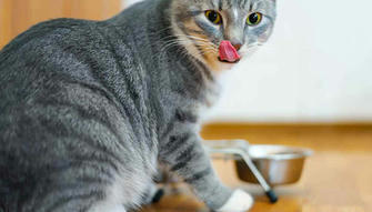 How Many Calories Should Your Cat Eat? A Vet’s Guide to Proper Feeding