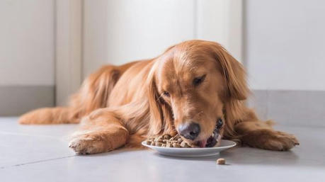 Why Does My Dog Exhibit Food Guarding Behavior? How to Handle It?