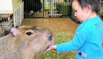 Can You Keep a Capybara as a Pet? 10 Facts You Didn’t Know About Them