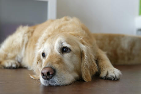 Pain Management for Senior Pets: Identification and Response