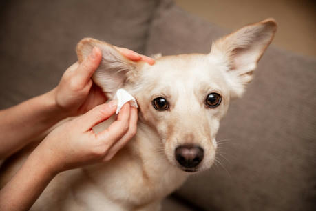 How to Safely Clean Your Pet’s Eyes and Ears